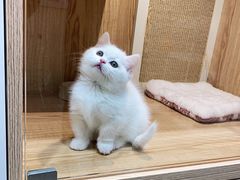 -老吴的猫·猫舍(新区店)