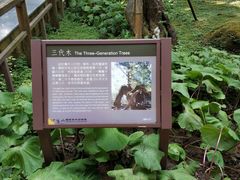 -阿里山神木遗迹
