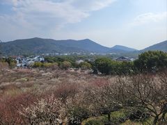 -香雪海
