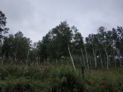 -塞罕坝国家级自然保护区