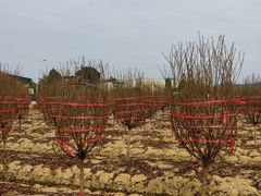 -南国桃园旅游度假区