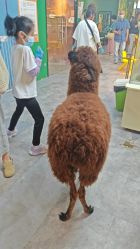 点击看大图 -神奇动物撸宠馆·羊驼·小浣熊·异宠(豫园店)
