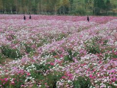 -径山花海