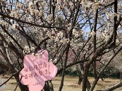 -香雪海