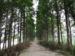 -上海长兴岛郊野公园