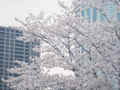 -西北湖绿化广场