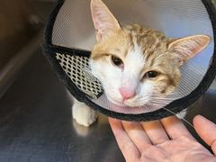 -御宝贝·A梦猫科宠物医院(国际猫友好医院)