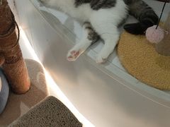 -COLOR PETS 撸猫馆·购猫·猫咖(长风大悦城店)