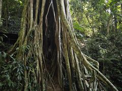 -中国科学院西双版纳热带植物园
