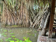 -中国科学院西双版纳热带植物园