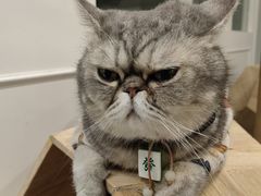 -楼上猫咖(罗湖店)