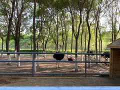 -长白岛森林公园