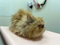 -爱诺耐芙动物医院(万博店)