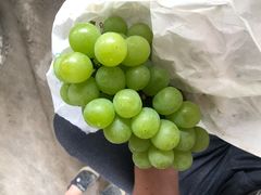 -马陆小张葡萄园农家乐