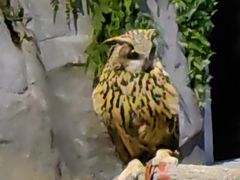 -夜间野生动物园