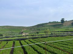 -龙坞茶村