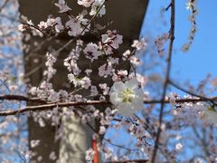 -桃花堤公园