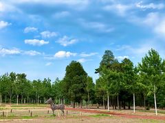 -北京西山国家森林公园