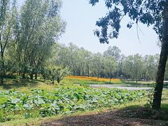 -东郊湿地公园
