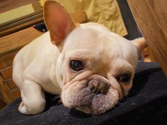 -more than meow吴止猫主题餐厅(承德 中船汇店)