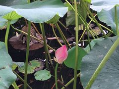 -莲花池公园