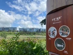 -华侨城湿地公园