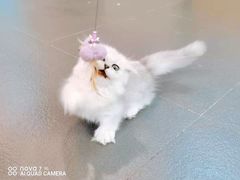 -70cat德文卷毛猫·缅因猫纯种猫舍
