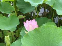 -莲花池公园
