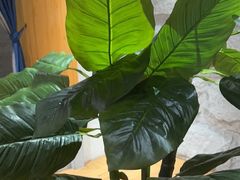 -鑫涛温泉汗蒸时代