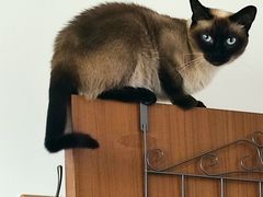 -纳吉亚猫专科动物诊疗中心(蒋宅口分院)