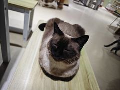 -藏猫猫咖啡主题馆(中央大道店)