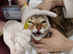 -纳吉亚猫专科动物医院·北北分院