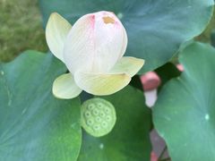 -莲花池公园