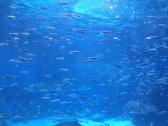-海合安成都极地海洋公园