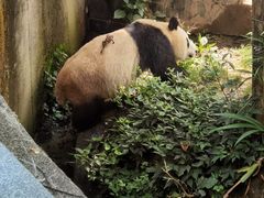 -中国大熊猫保护研究中心雅安碧峰峡基地