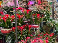 -花鸟鱼虫鲜花绿植市场(玉泉路店)