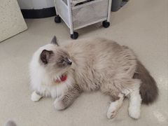 -共舞时光猫咖·狗咖(新街口店)