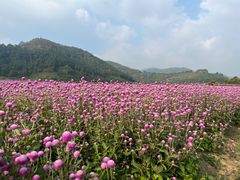 -径山花海
