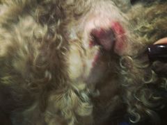 -小伙伴宠物医院•急重症转诊中心·老年专科·犬猫全科(北大街总院)