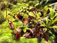 -国家植物园南园