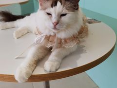 -怪兽屋·羊驼·猫咖·狗咖(俊华广场店)