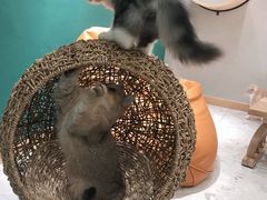 -飞行喵MR PILOT|猫舍·猫咖(静安大融城店)