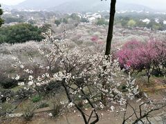 -香雪海