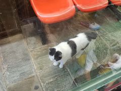 -猫咪博物馆(顶澳仔猫街店)