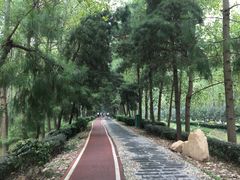 景点-合肥滨湖国家森林公园