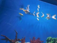 -海合安武汉极地海洋公园
