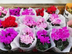 -双季花艺园艺市场(浦东店)