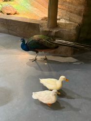 -Zoolung Zoolung动物主题公园(海信广场店)