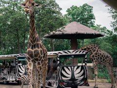 -清迈夜间动物园