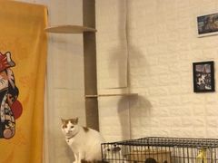 -平行世界·猫咖(首经贸店)